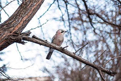 brown bird on brown tree branch during daytime