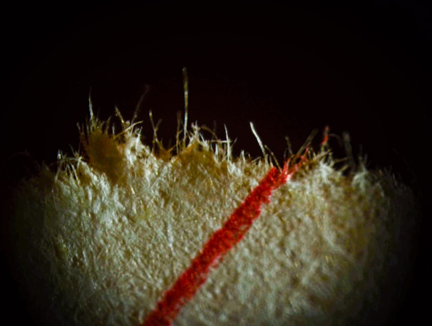 A close-up of a fibrous, textured surface with a prominent red line running vertically. The fibrous material appears to be slightly frayed at the edges, indicating a natural or woven material.