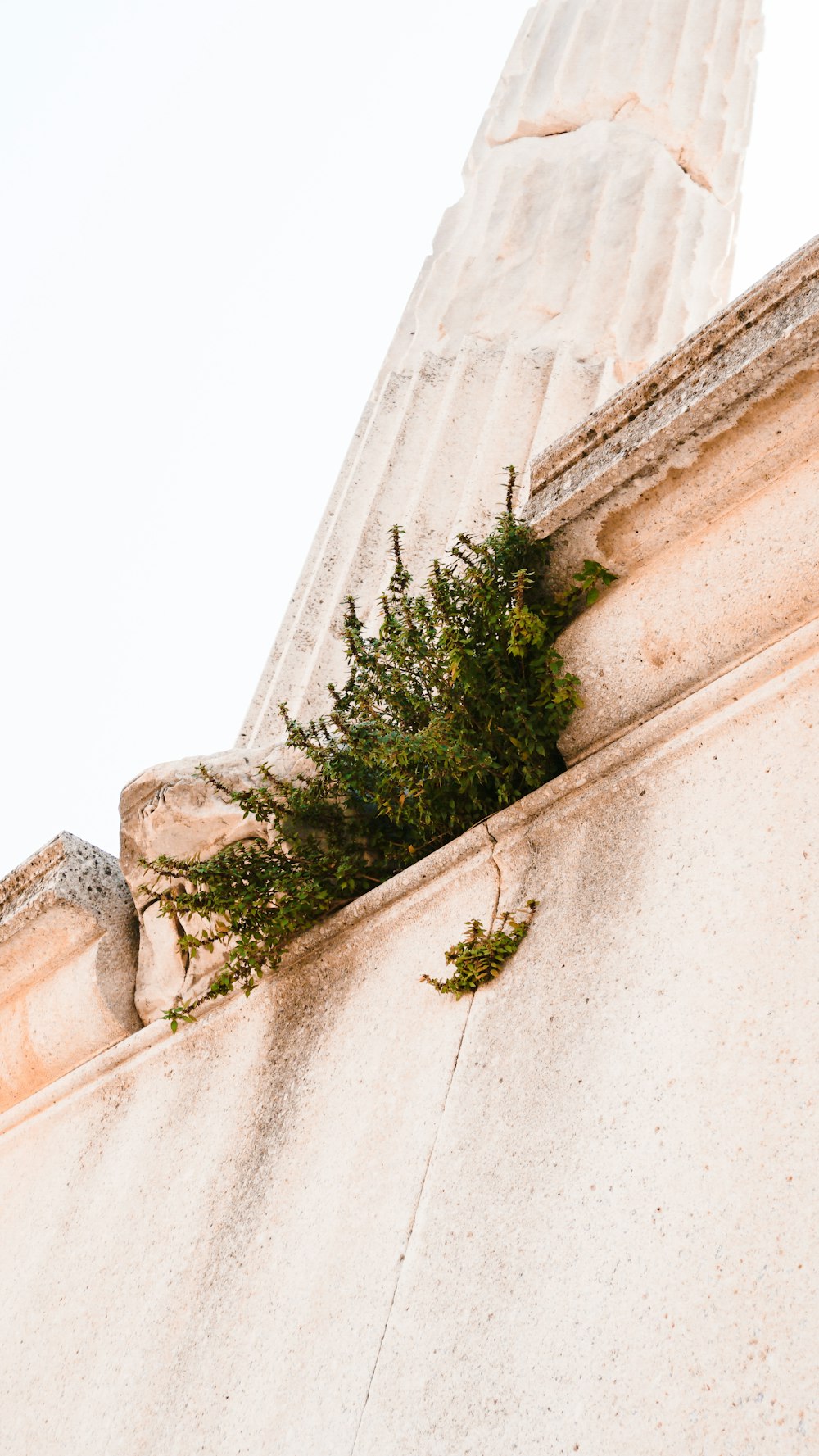 green plant on white concrete wall