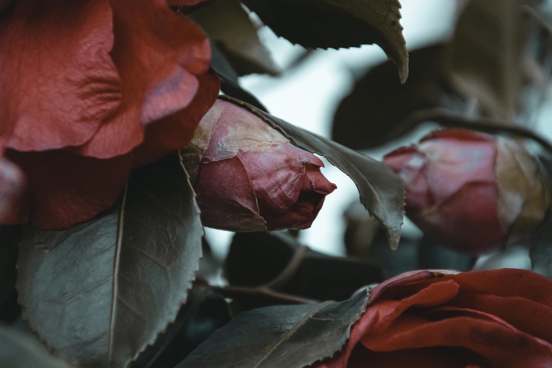 red rose in bloom during daytime