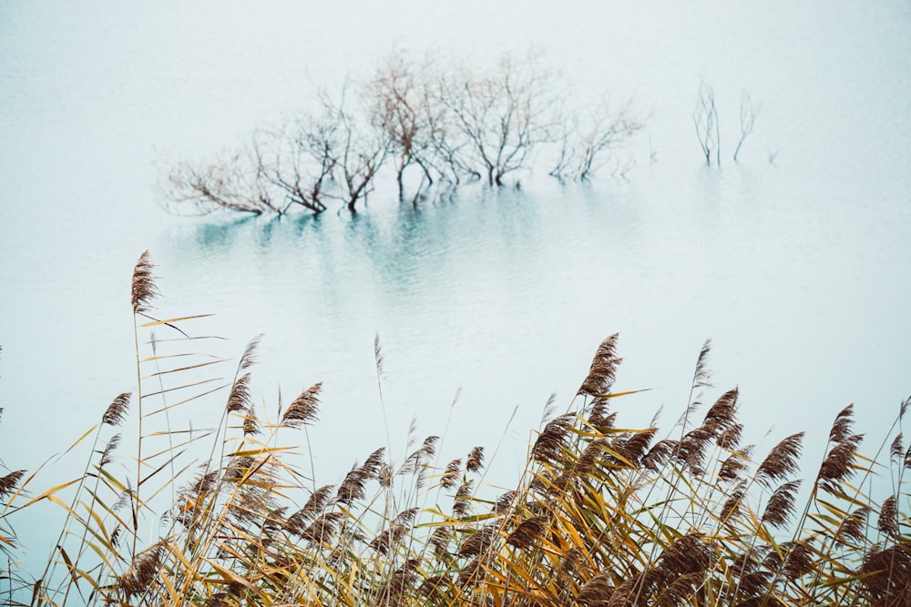 brown grass near body of water during daytime