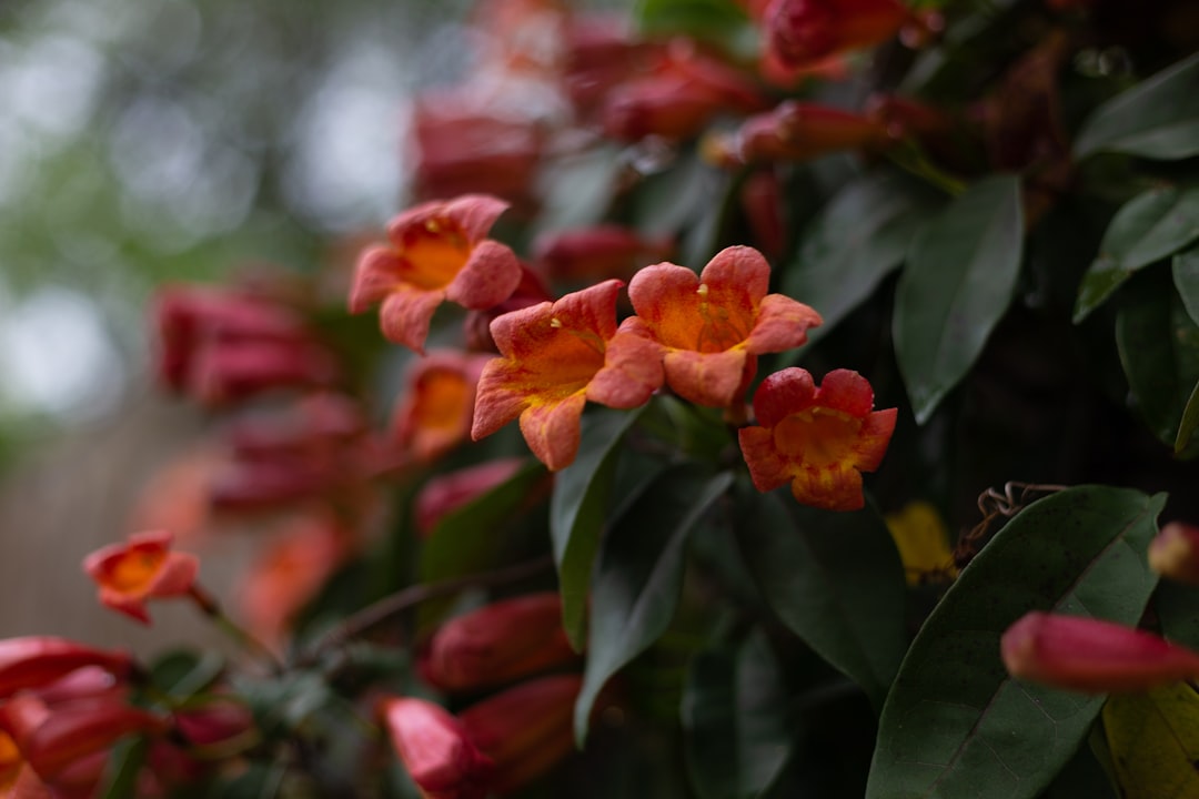 red and yellow flower in tilt shift lens