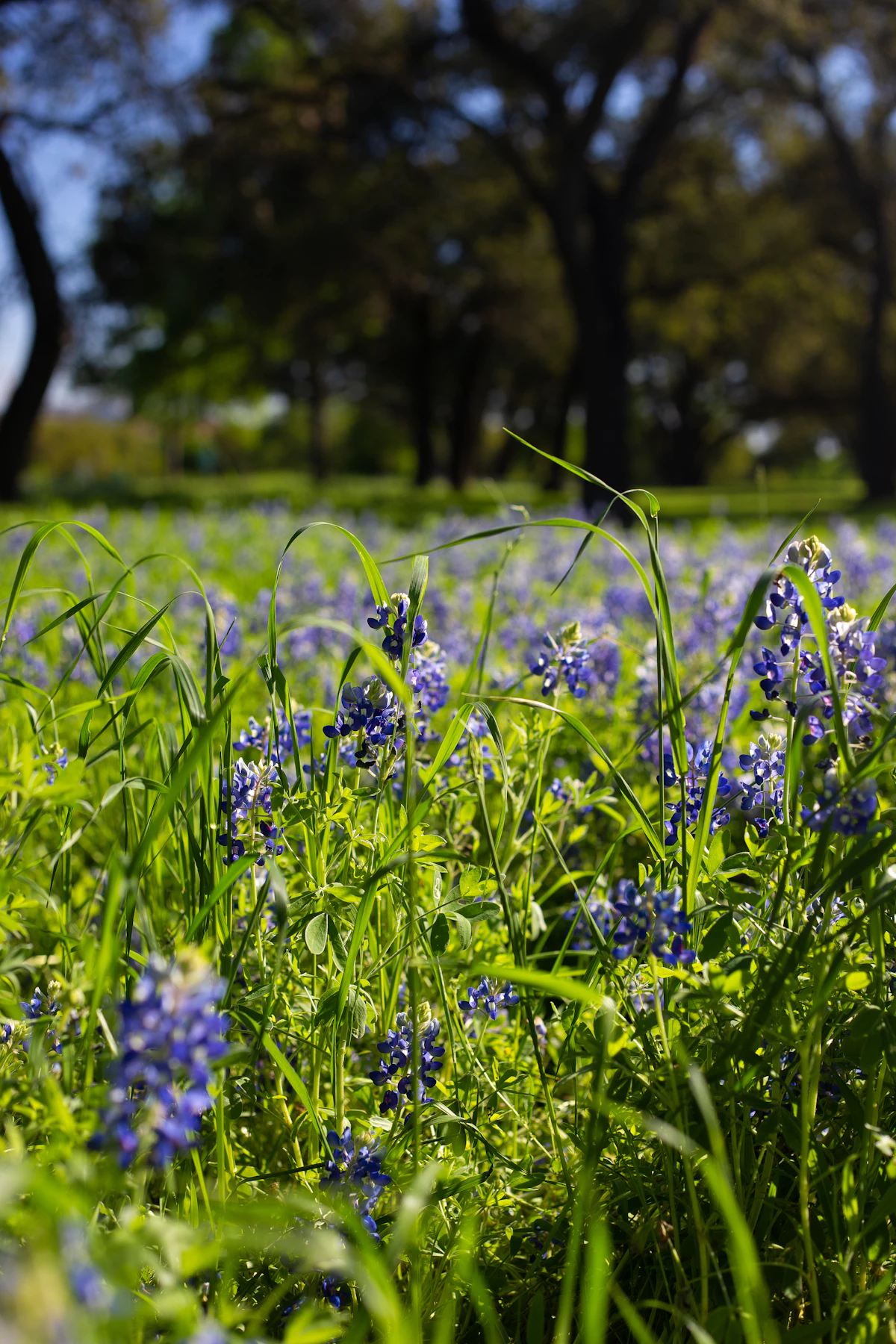 Texas bluebonnets in bloom