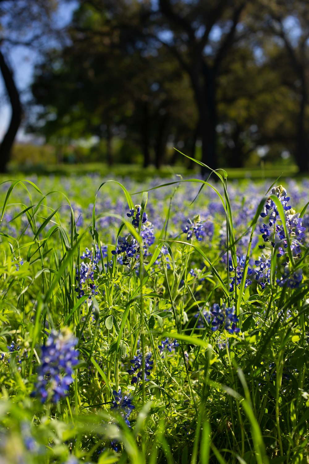 blue flower field during daytime