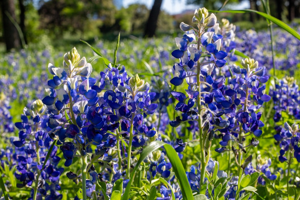 purple flowers on green grass field during daytime