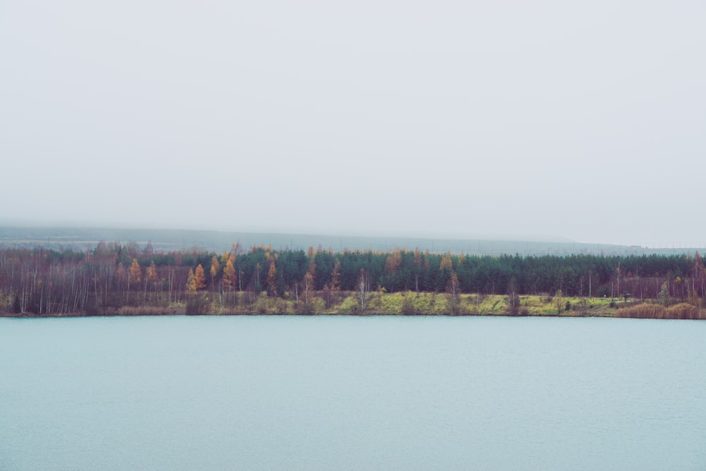 green trees near body of water during daytime