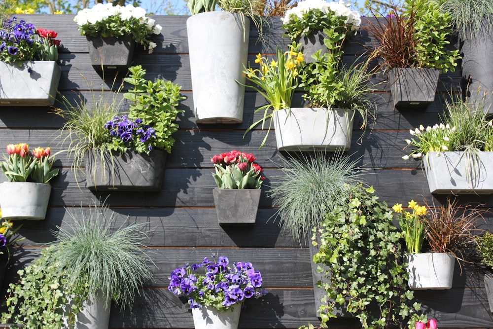 plantes à fleurs vertes et violettes