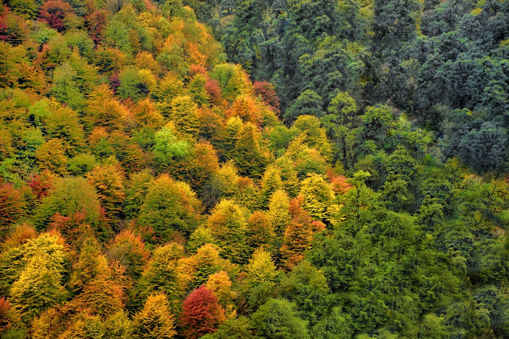 green and orange trees during daytime