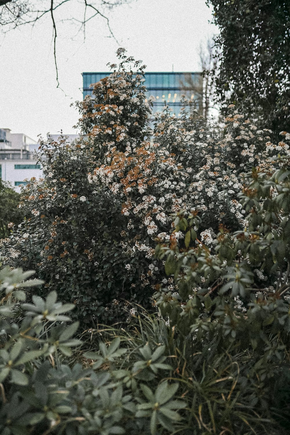 green and yellow plant near building during daytime