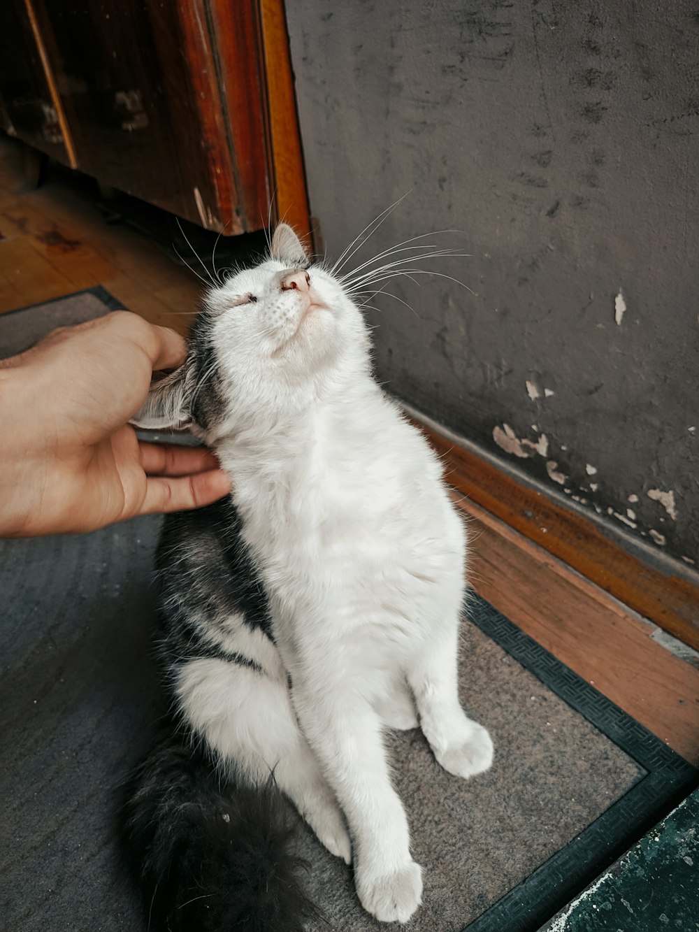 person holding white and black cat