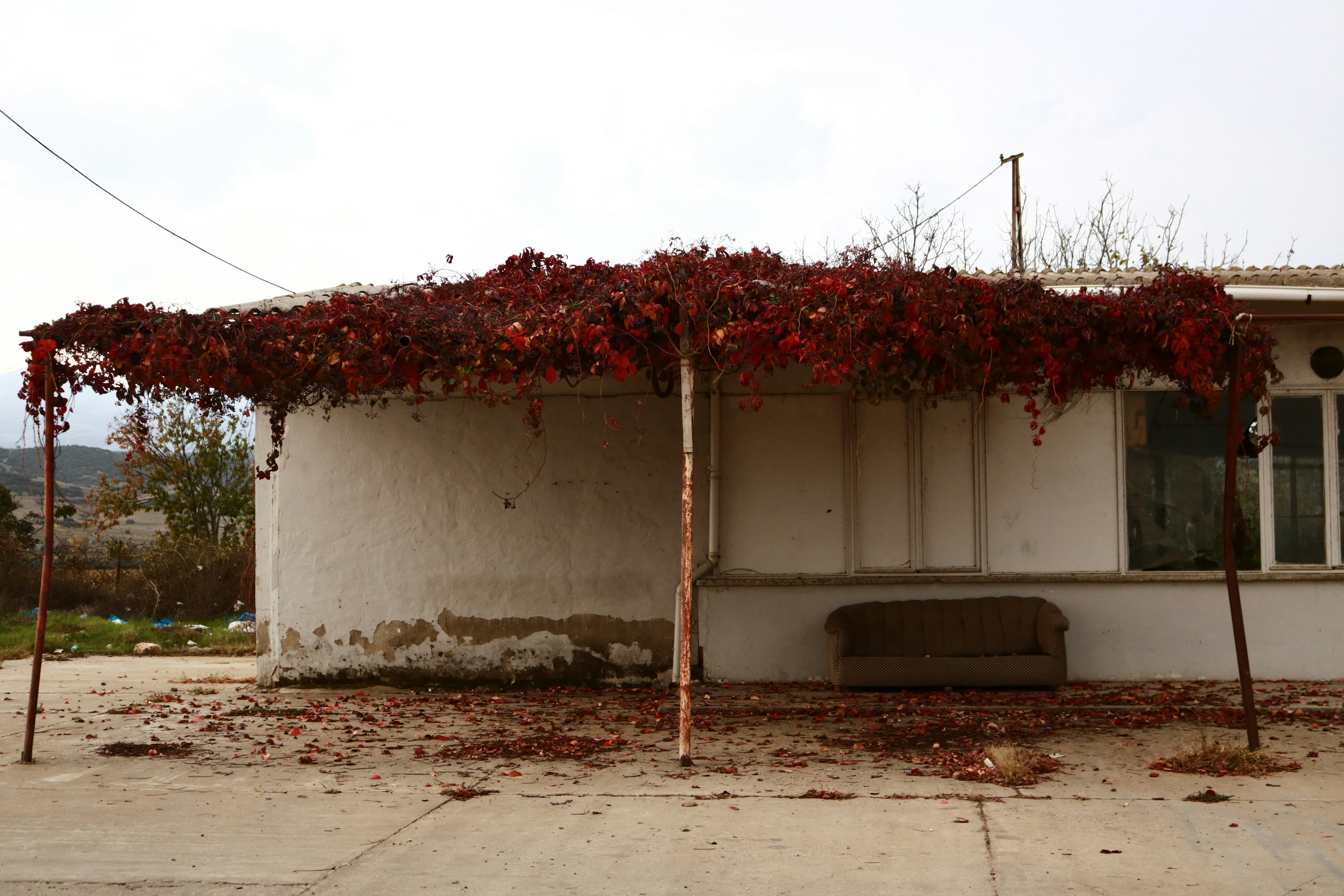 red and white vine plant on white concrete wall