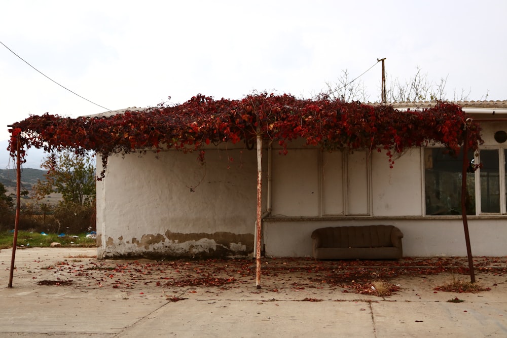 red and white vine plant on white concrete wall