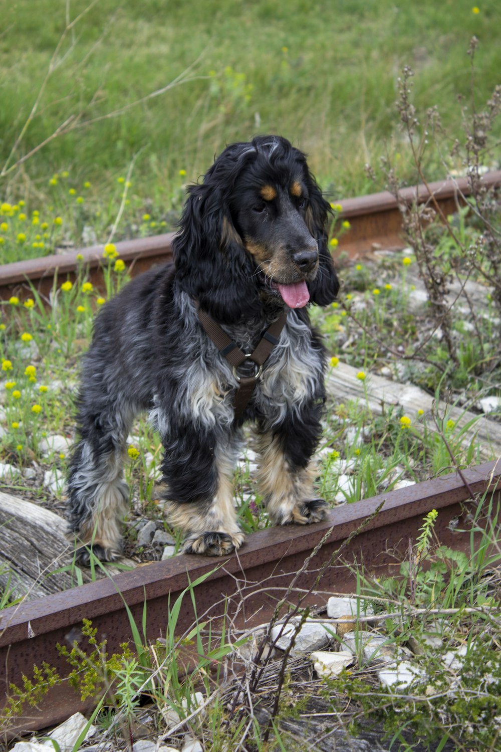 black and white long coated small dog on brown wooden log during daytime