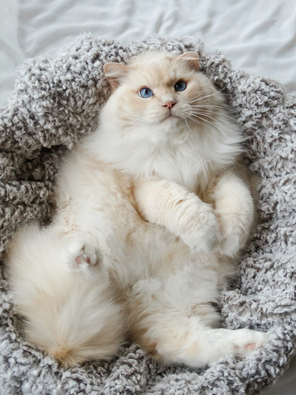 white cat lying on gray textile