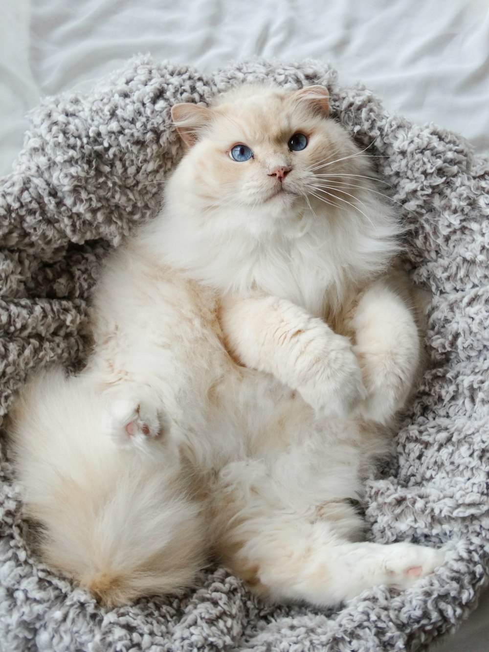 chat blanc couché sur textile gris