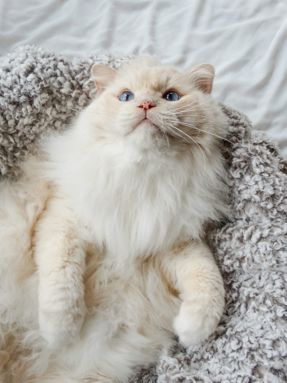 white long fur cat on grey textile