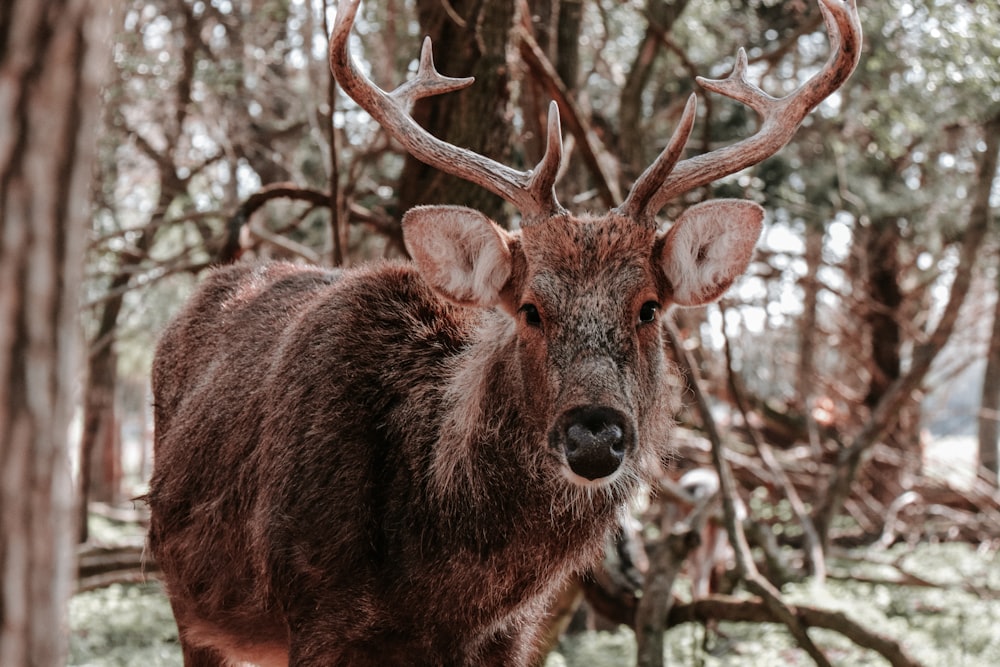 brown deer standing on brown tree branch during daytime