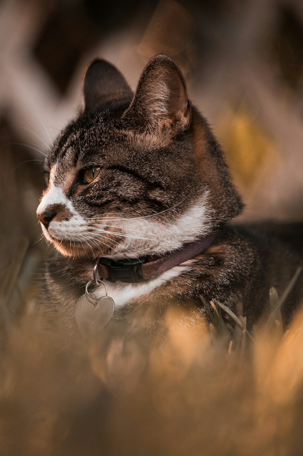 brown tabby cat on green grass during daytime