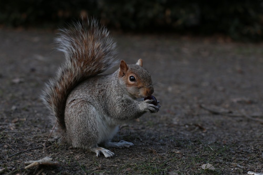 gray squirrel on brown soil during daytime