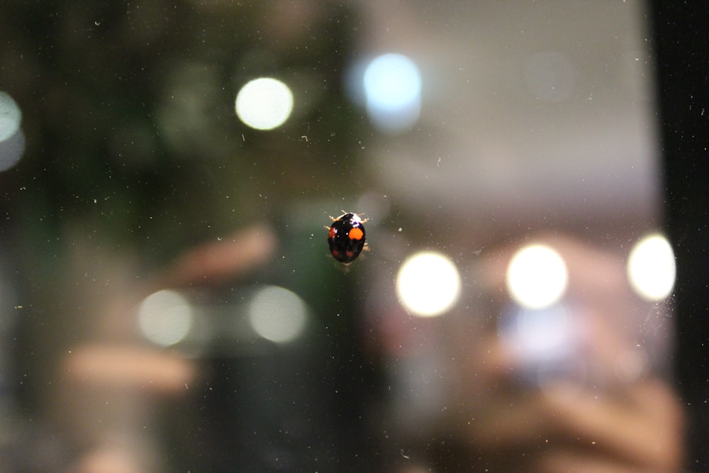 black and orange ladybug on glass
