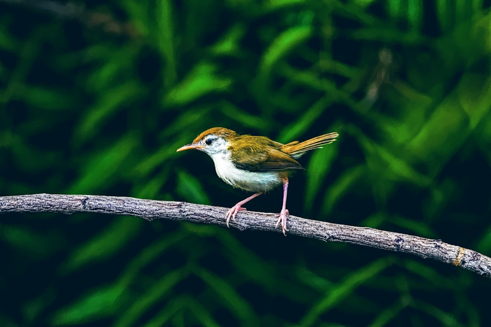 yellow and white bird on brown wooden stick