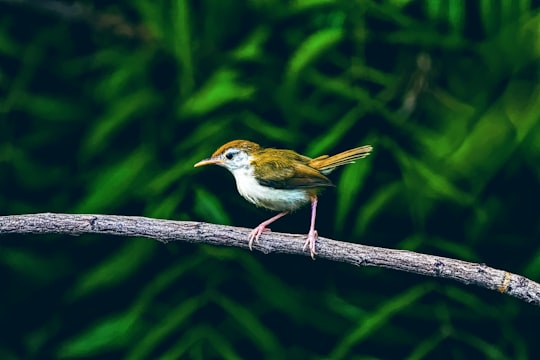 yellow and white bird on brown wooden stick in Bhavnagar India