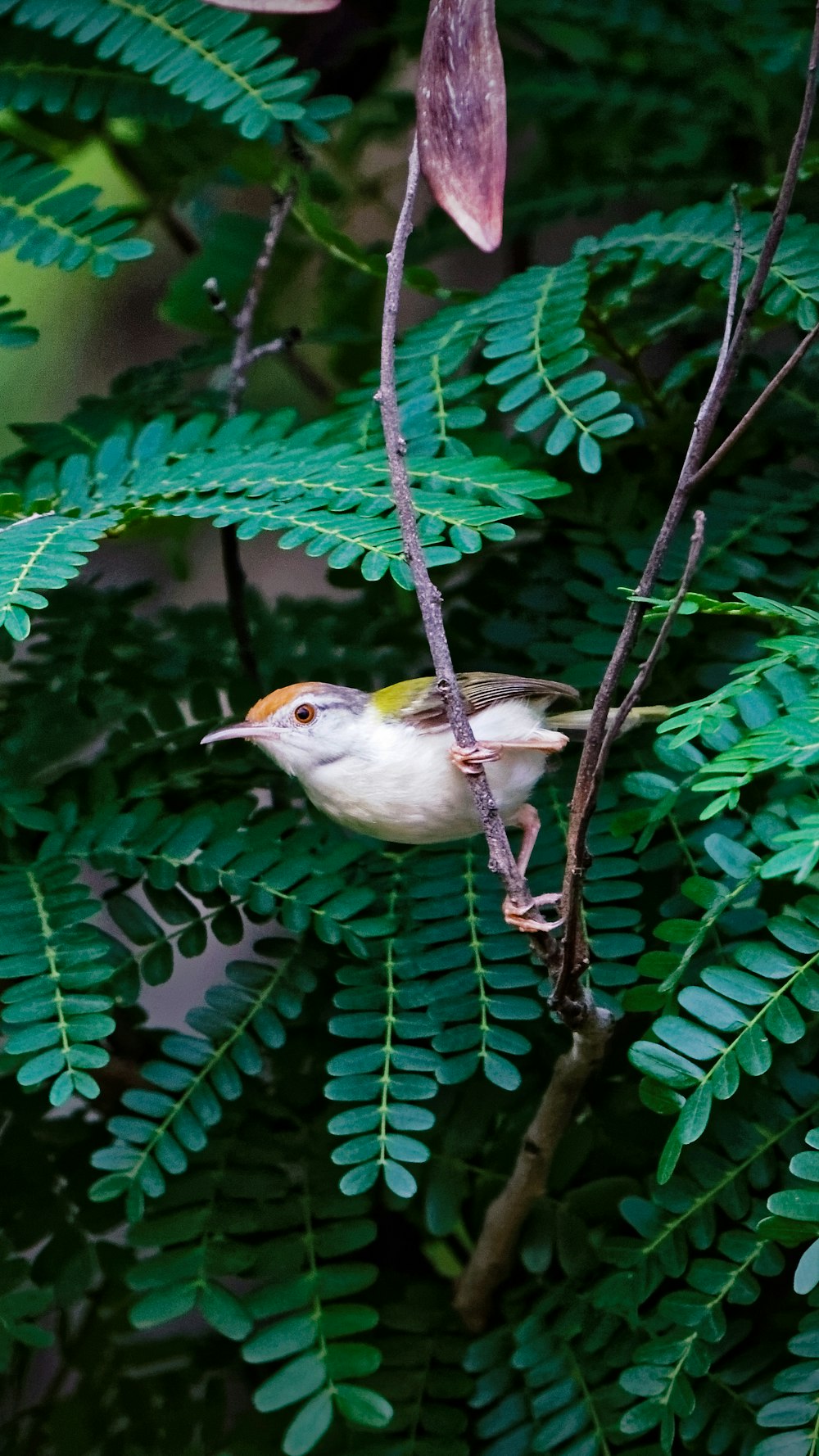 white and yellow bird on tree branch