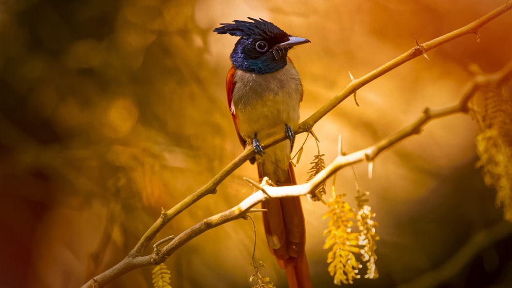 black and brown bird on brown tree branch