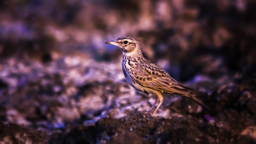 brown and white bird on gray rock