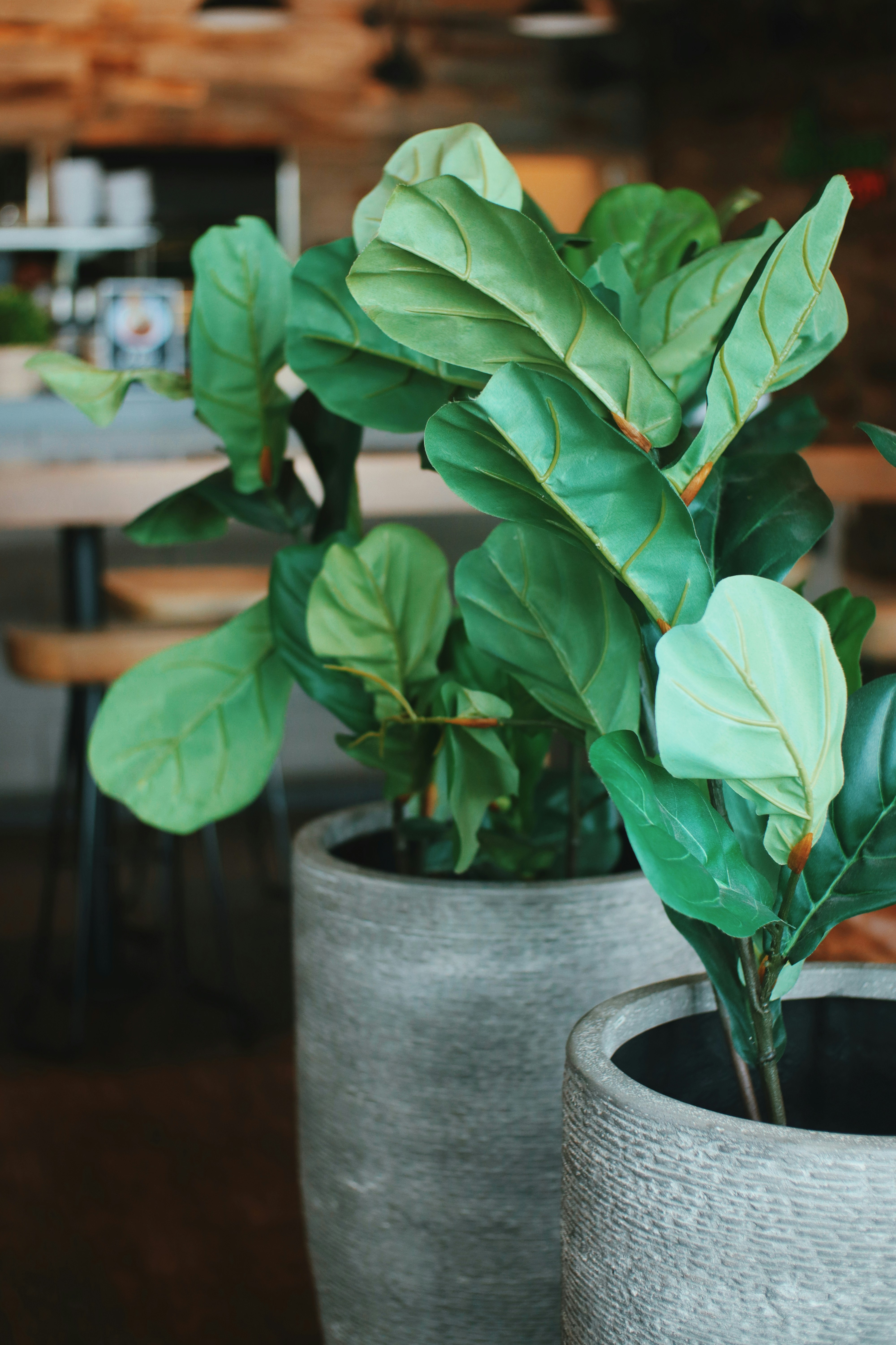 green plant on gray pot