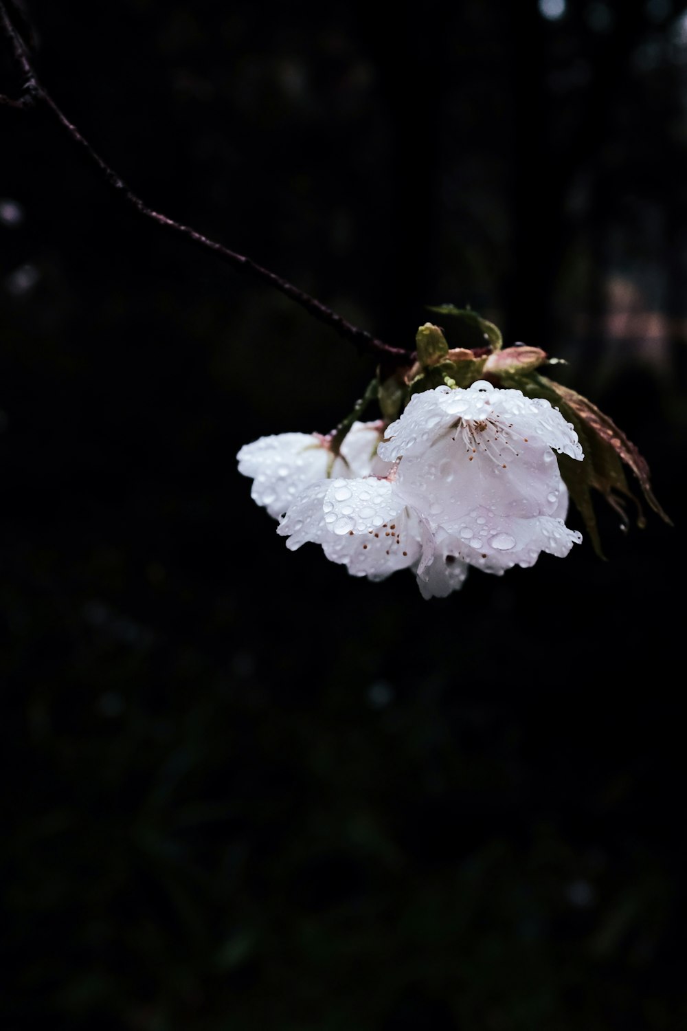 white flower with water droplets