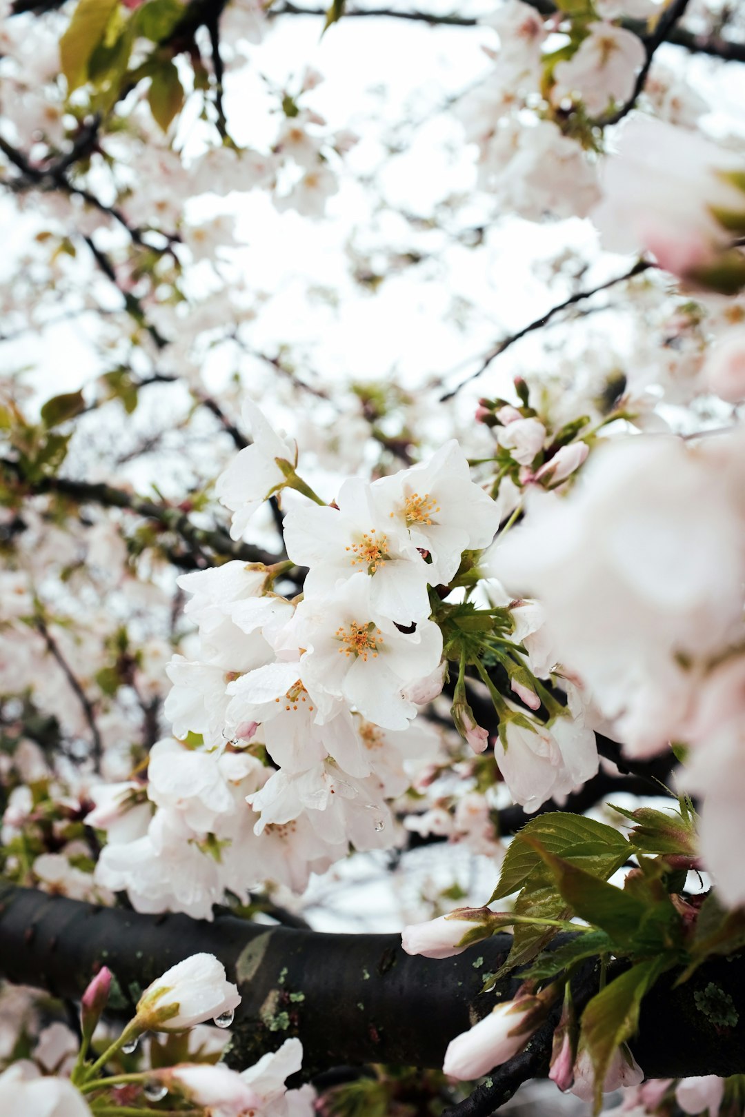 white cherry blossom in bloom during daytime