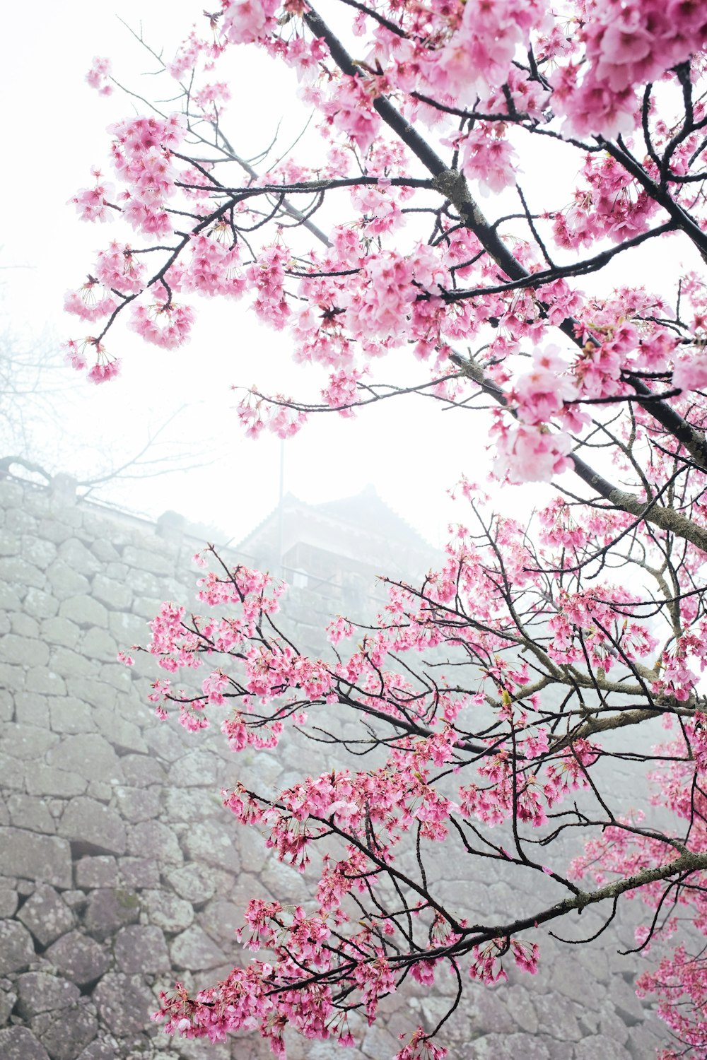 pink cherry blossom tree near gray concrete wall