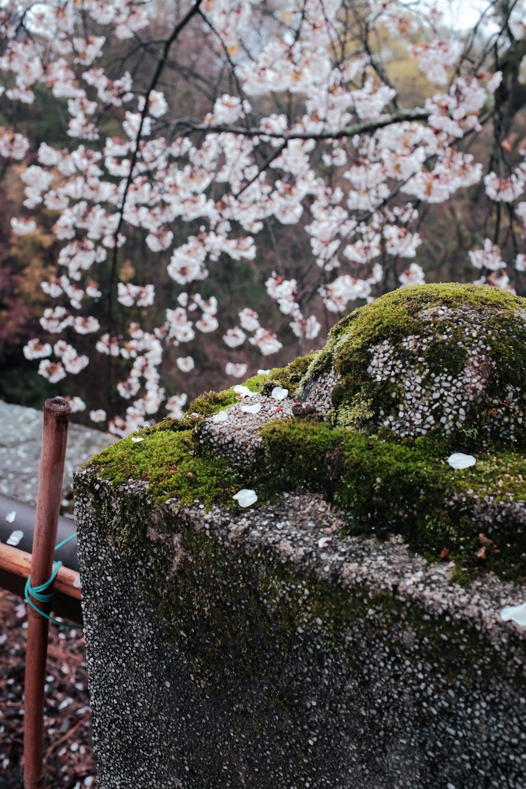 green moss on gray rock