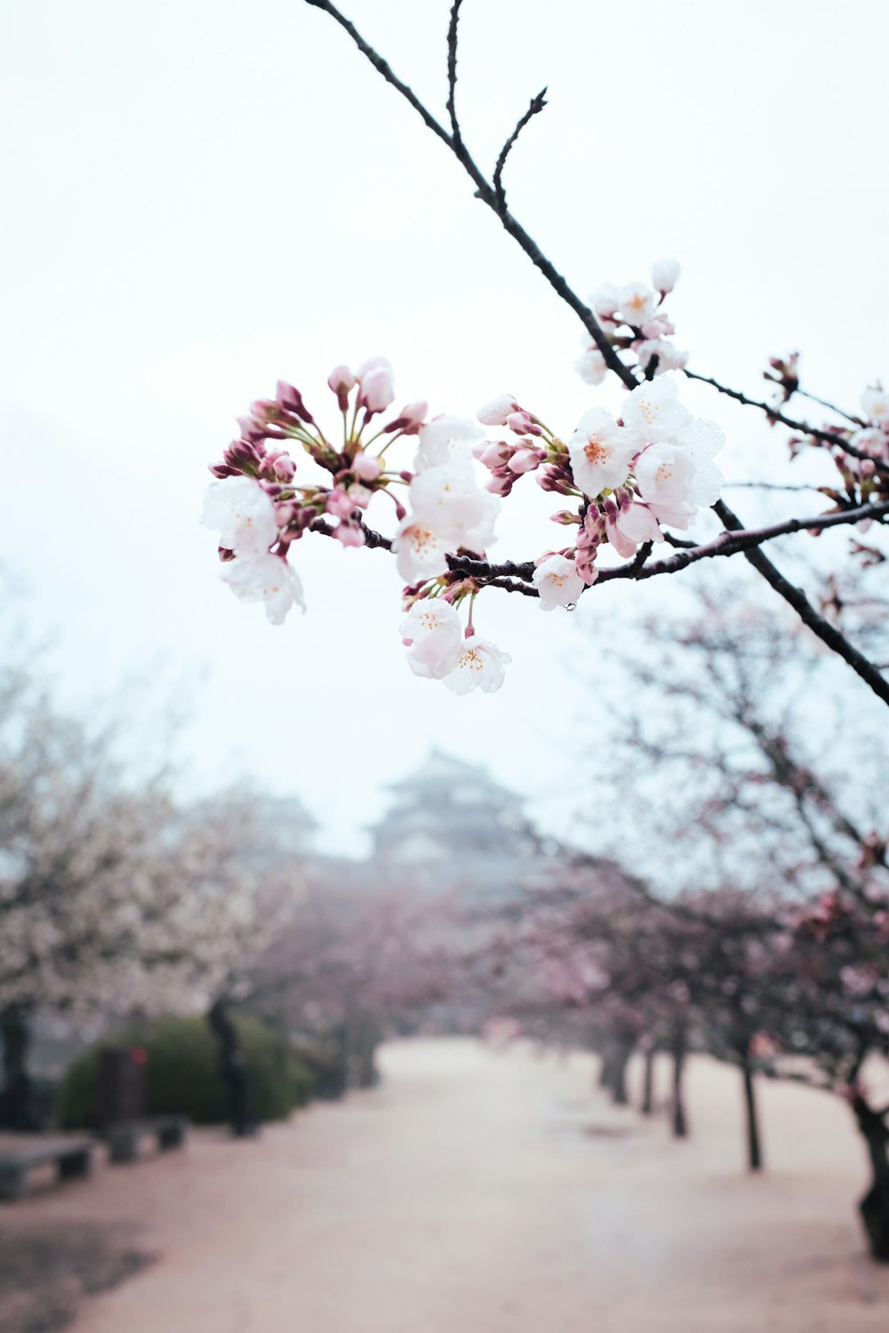 Weiße Kirschblüte blüht tagsüber