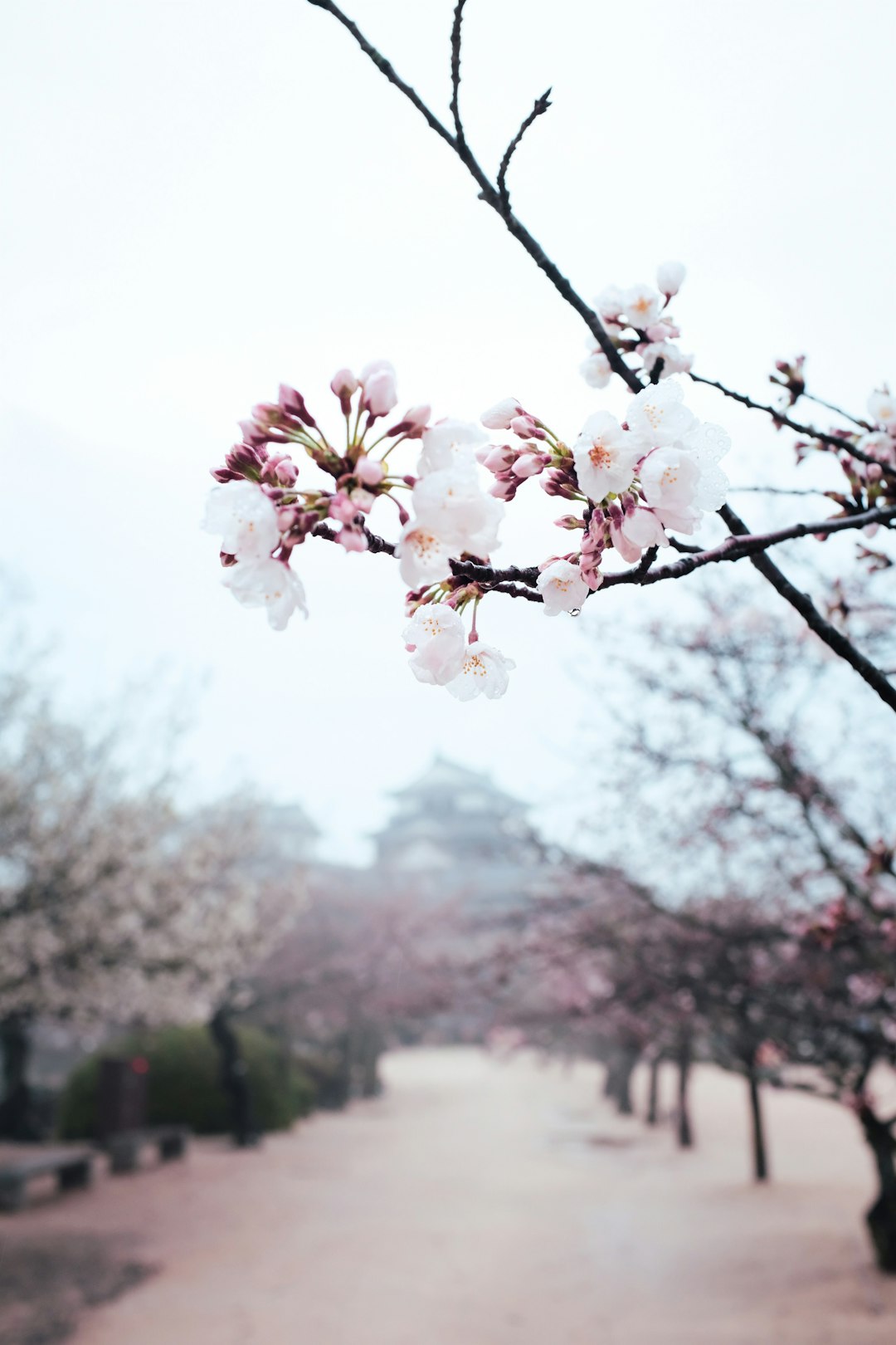 white cherry blossom in bloom during daytime