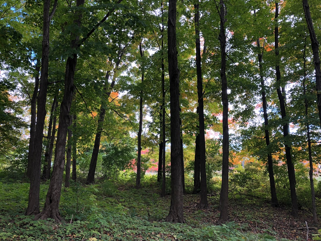 Forest photo spot 3336B Keele St Toronto Islands