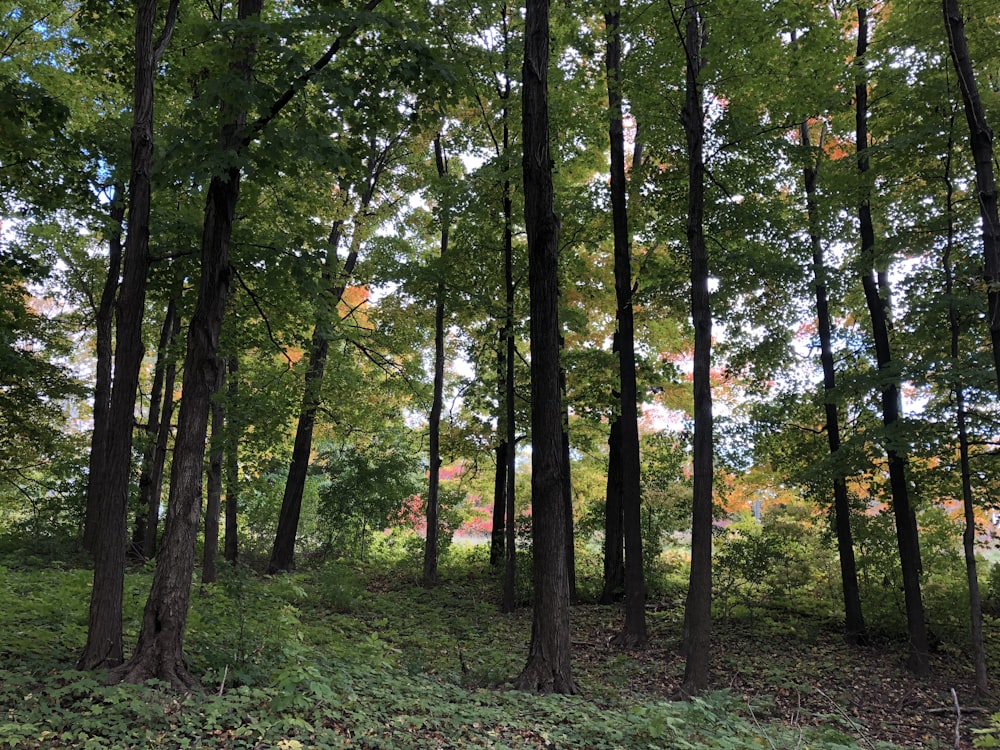 green and brown trees during daytime