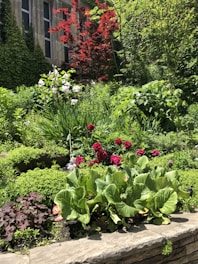 A vibrant garden filled with various indoor and outdoor plants.