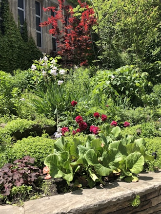A vibrant garden filled with various indoor and outdoor plants.