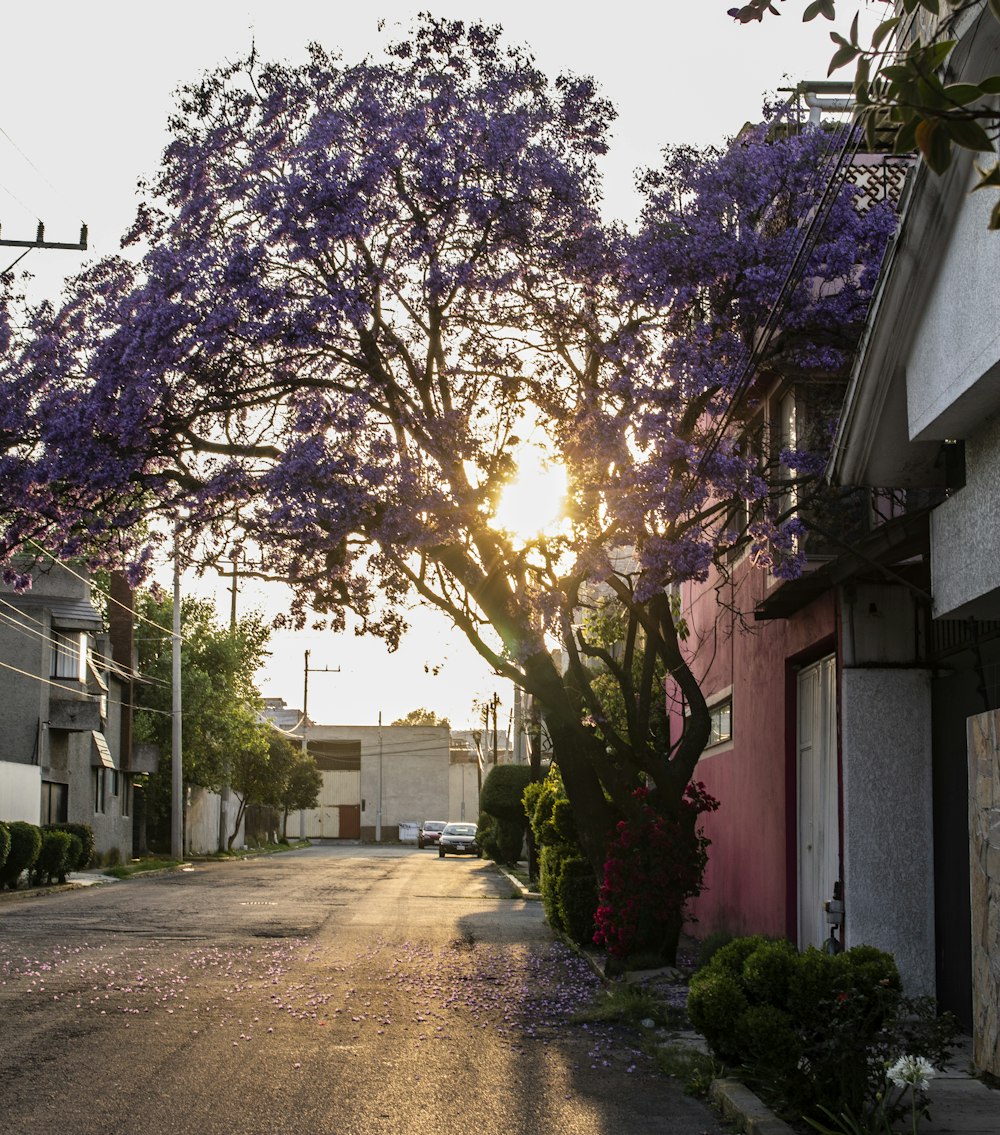 purple leaf tree near white concrete building during daytime