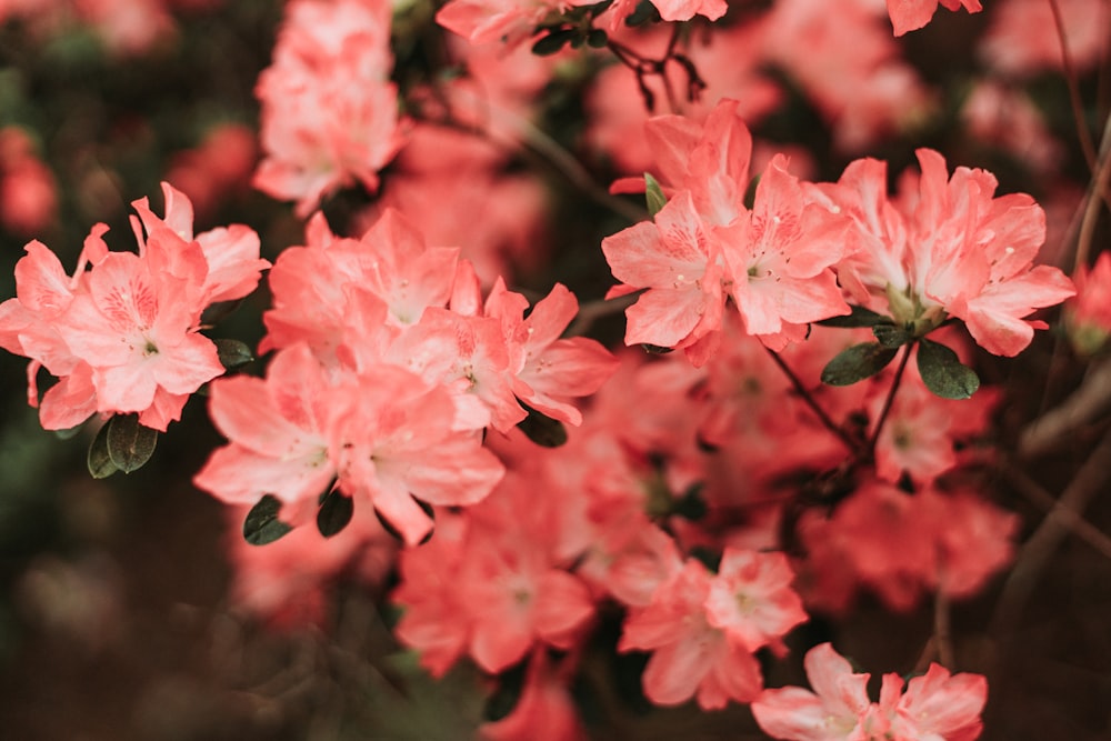 pink flowers in tilt shift lens