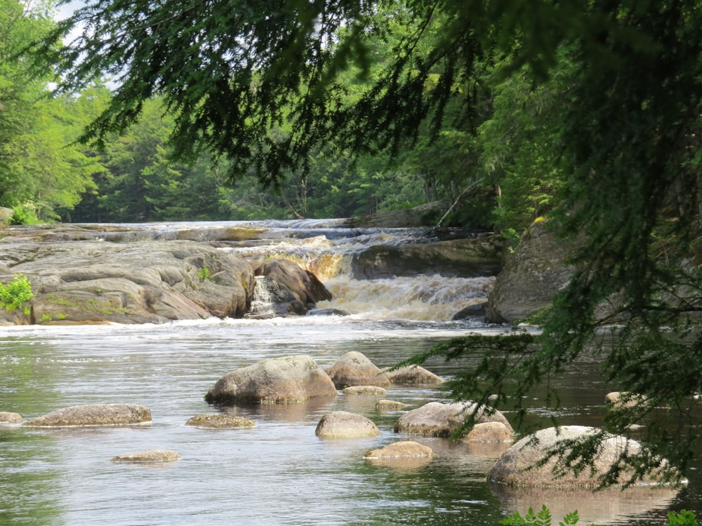 green trees beside river during daytime