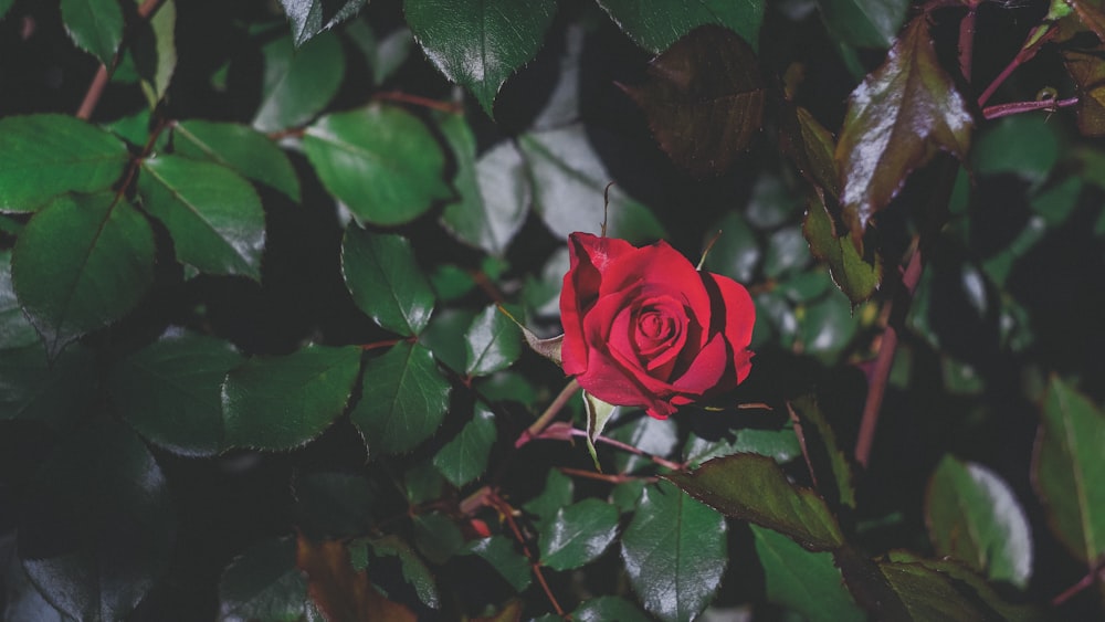 red rose in bloom during daytime