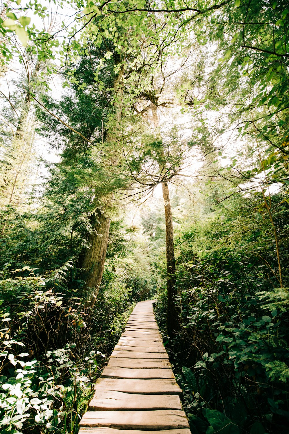 brown wooden pathway between green trees during daytime