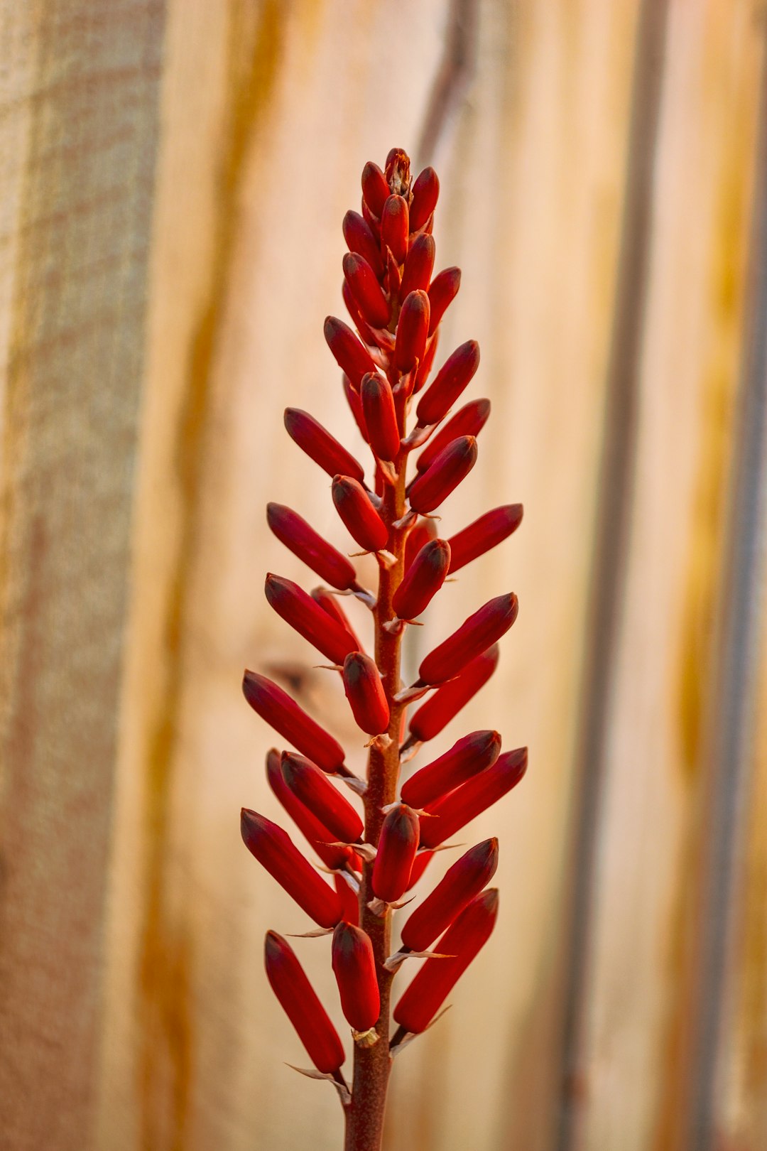 red and white flower buds