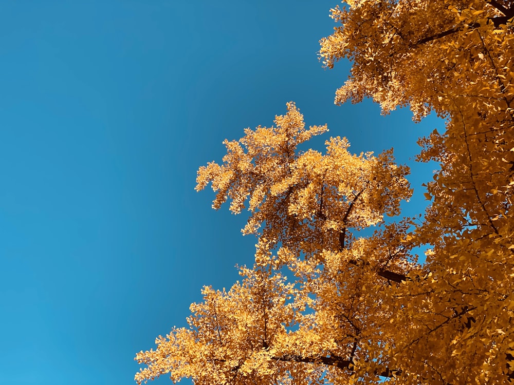 yellow leaf tree under blue sky during daytime