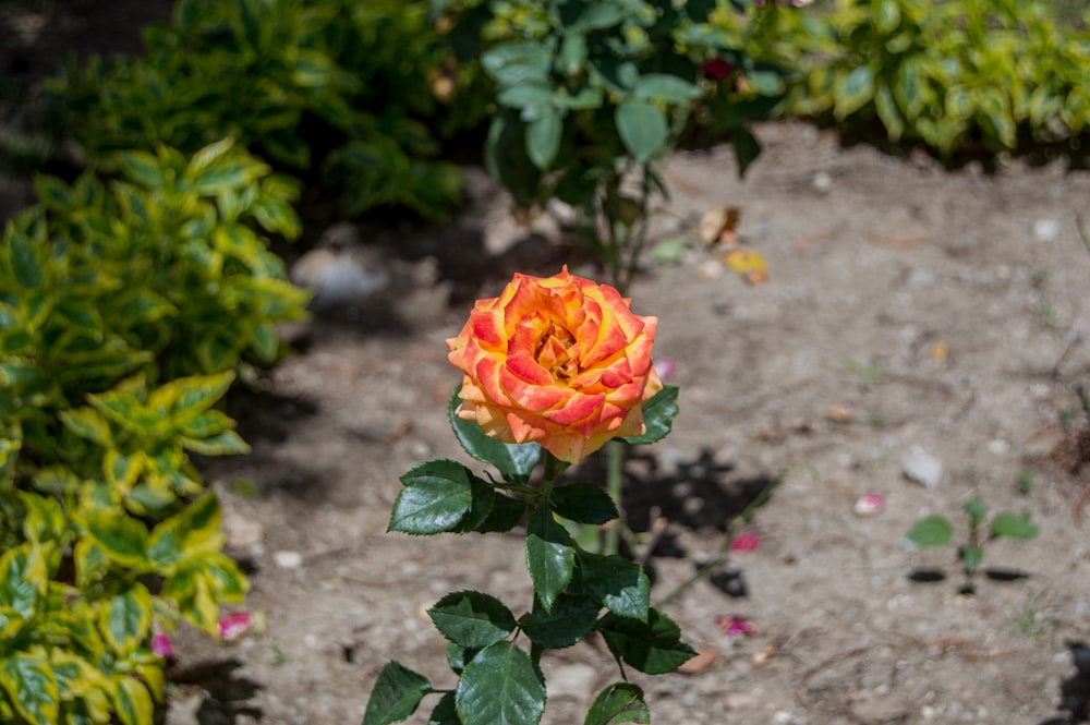 red rose in bloom during daytime