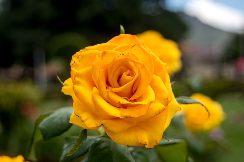 yellow rose in bloom during daytime