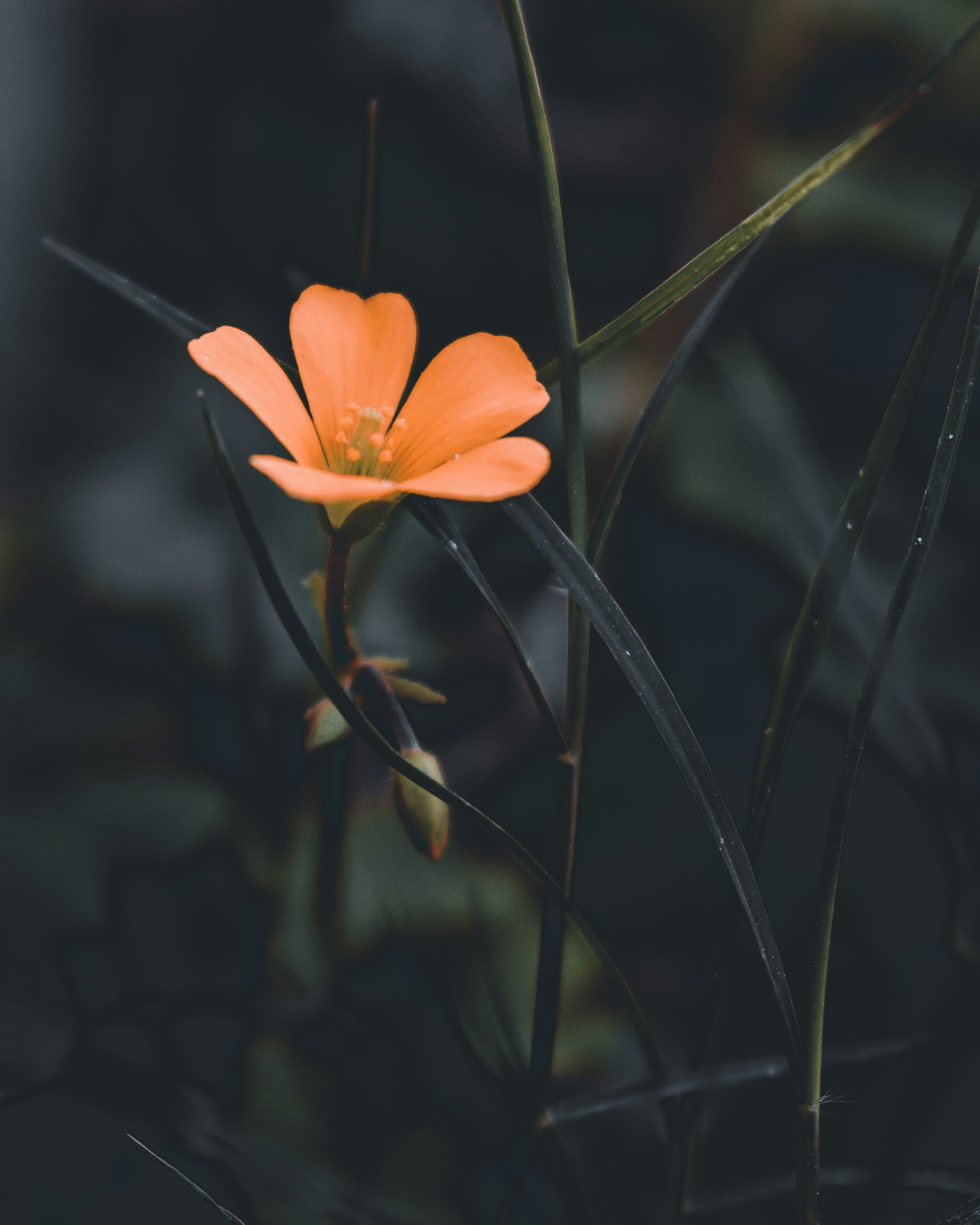 Photo by usmanahmed6644